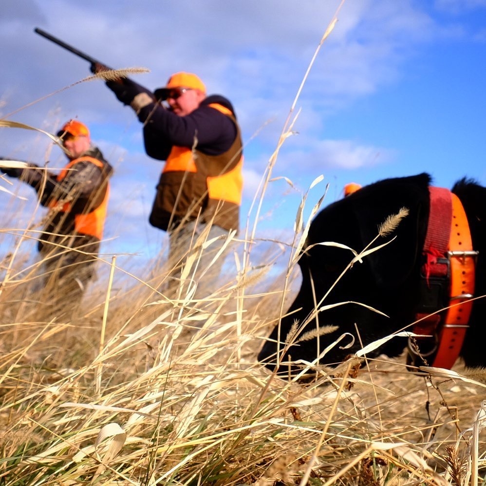 South Dakota pheasant hunts