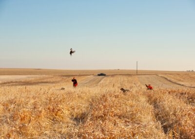 pheasant hunting season 2019