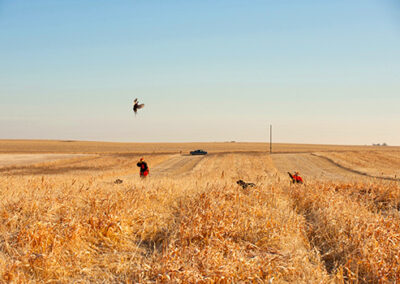 pheasant hunting SD