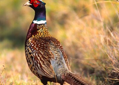 pheasant hunting SD 2023