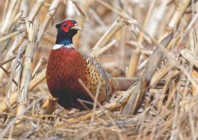 pheasant hunt south dakota 2023