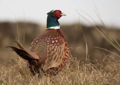 pheasant hunting in South Dakota